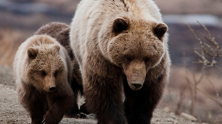 Grizli z Yellowstone przywrócone na listę zagrożonych gatunków