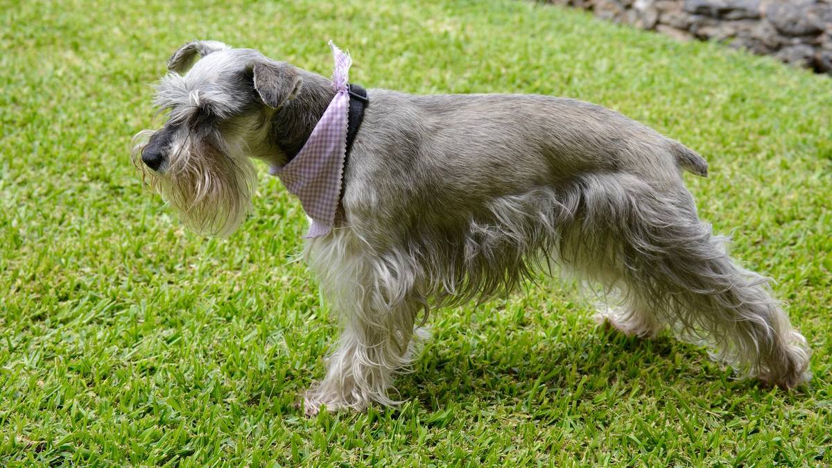 Miniature Schnauzer