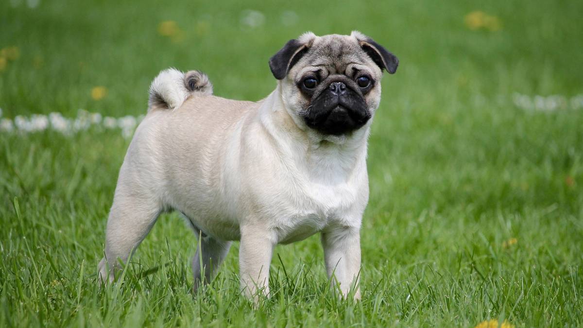 Pug