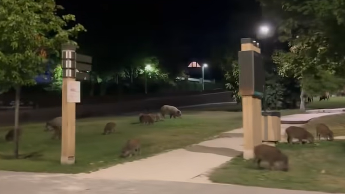 Dziki opanowały europejską stolicę. Władze biją na alarm