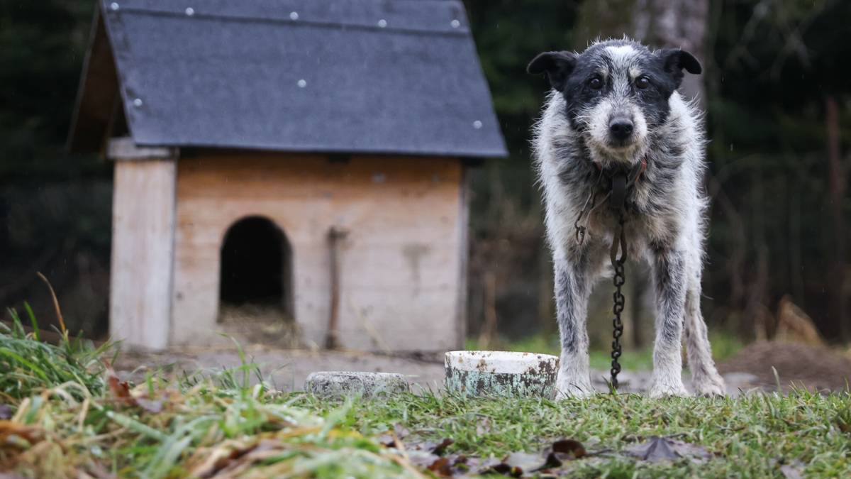 Sejm zajmuje się losem psów. Nowa ustawa ma zwiększyć ochronę zwierząt