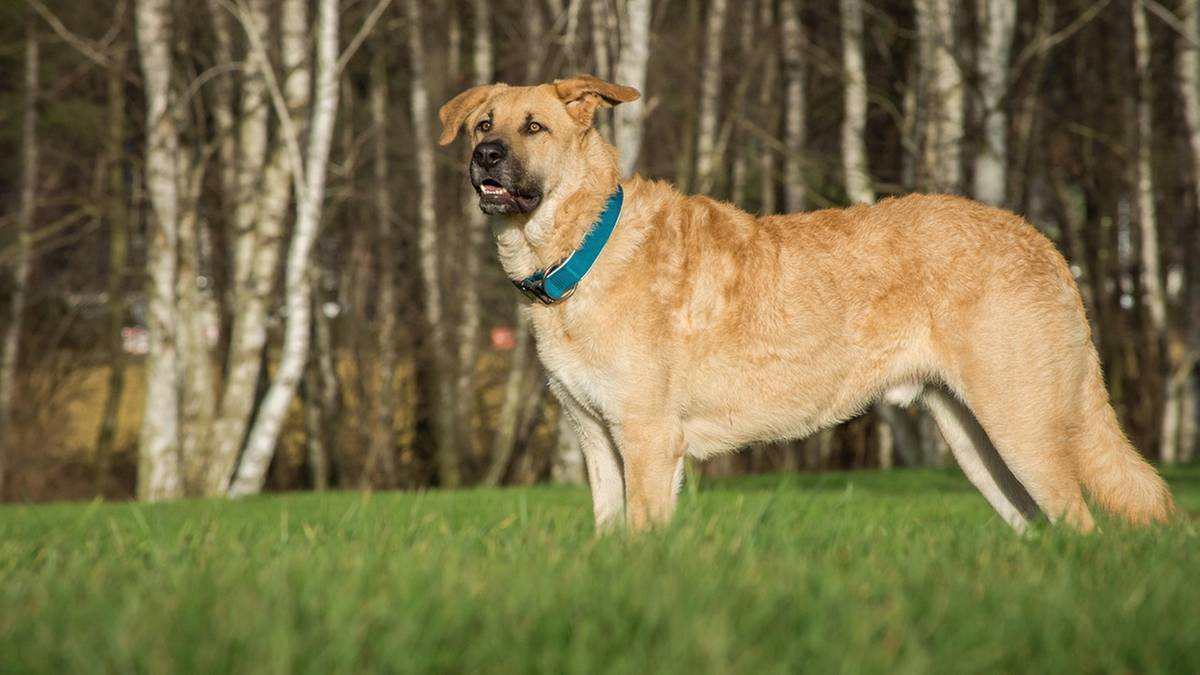 Zakaz trzymania psów na uwięzi. Posłowie zadecydowali