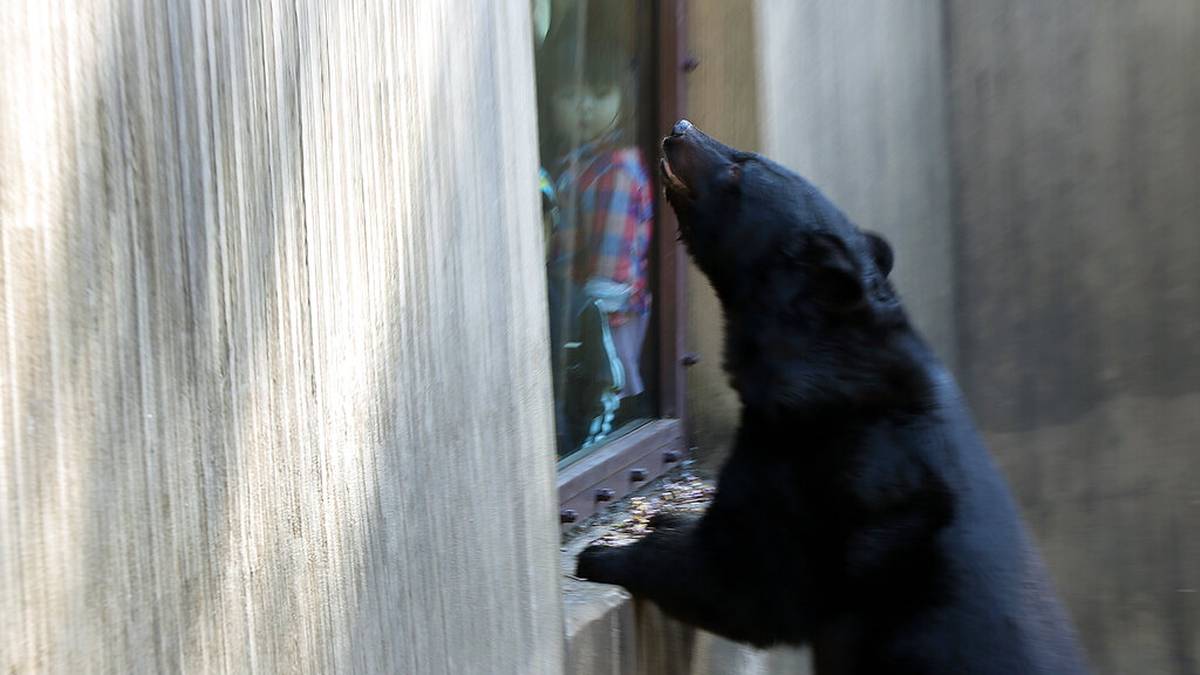 Mają problem z niedźwiedziami. Rozważana jest interwencja wojska