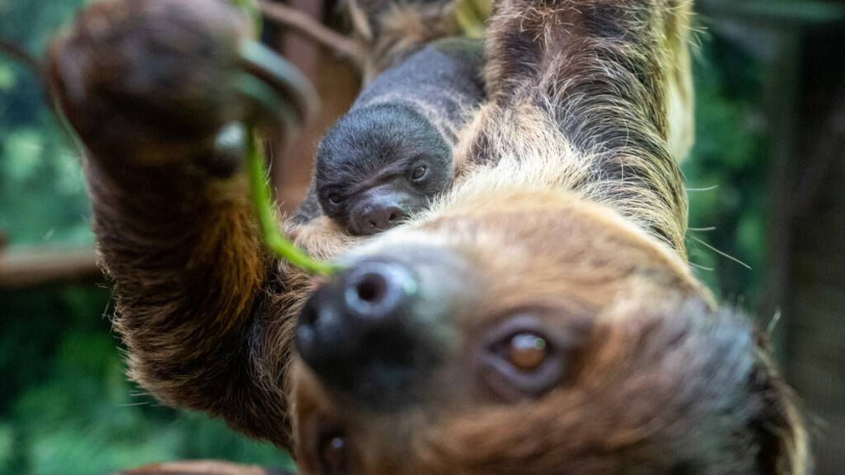 Łódzkie ZOO ma nowego mieszkańca. "Słodziak, niech rośnie zdrowo!"