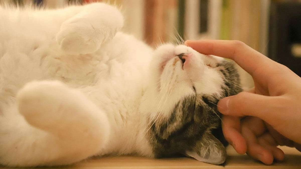 Tak powiesz swojemu kotu, iż go kochasz. Wystarczy prosty gest