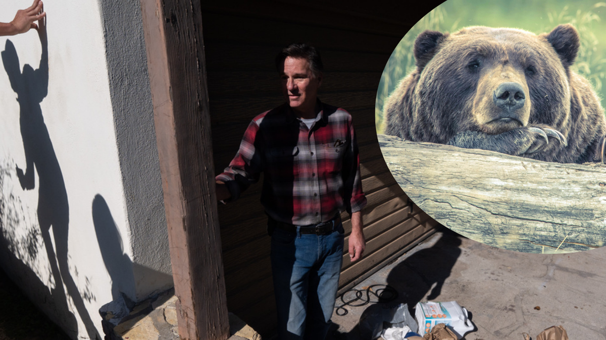Pod jego domem zamieszkał niedźwiedź. "Wyskoczyłem z łóżka"