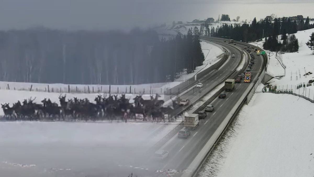 "O świcie i po zmroku". Policja ostrzega kierowców przed nietypowym zagrożeniem
