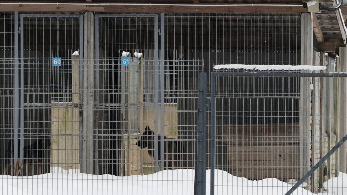 Psy ze schroniska w Sobolewie trafią do innego województwa. Policja ujawnia