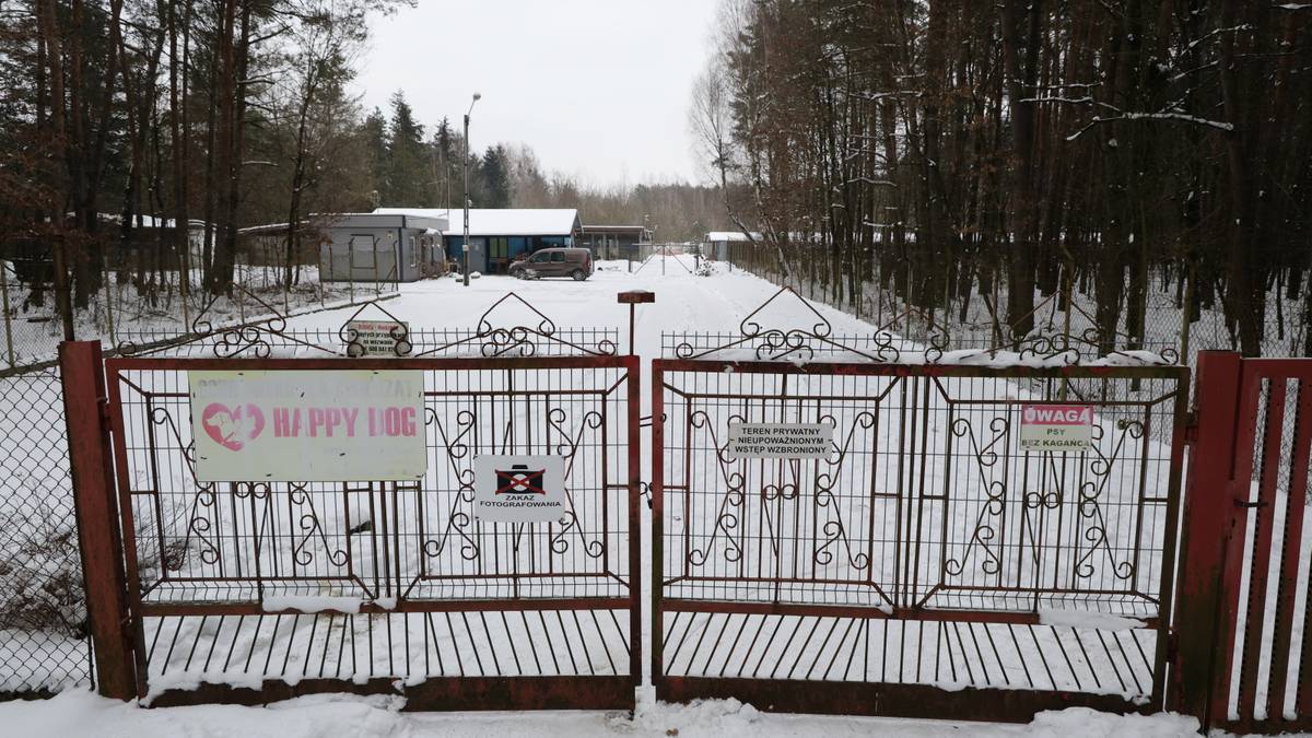 Wszystkie psy opuściły schronisko w Sobolewie. Gdzie trafiły zwierzaki?
