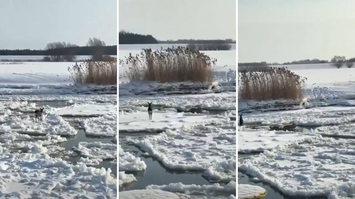 Niecodzienna akcja ratunkowa na Wiśle. Sarna dryfowała na krze