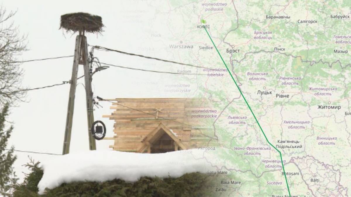 Właśnie doleciał. Za Krutkiem rozgląda się cała Polska, to symbol wiosny