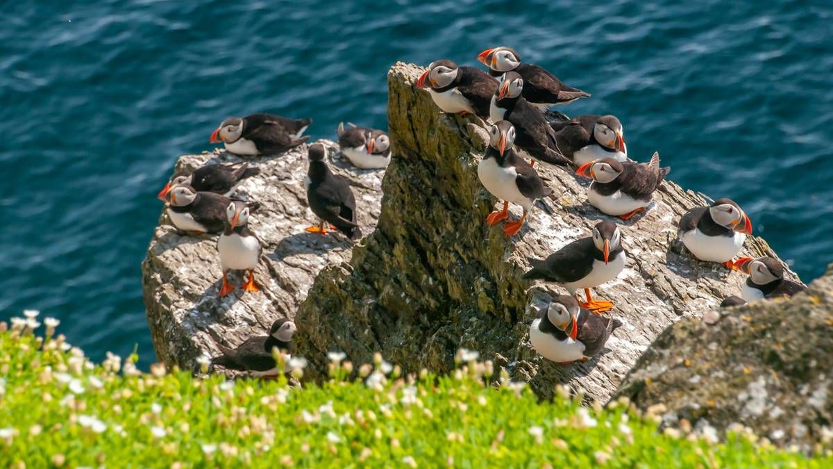Zamieszkaj na wyspie. Jest tylko jeden warunek