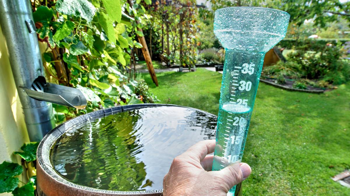 Ręka trzyma przyrząd do pomiaru opad&oacute;w nad beczką z deszcz&oacute;wką.