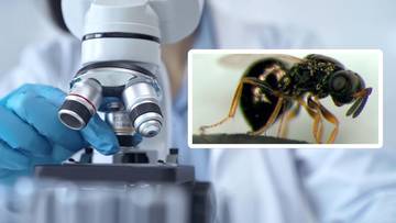 Przełom w świecie nauki. Maleńki owad spowalnia proces starzenia