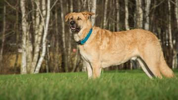 Zakaz trzymania psów na uwięzi. Posłowie zadecydowali