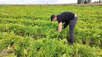 140 hodowców zasiało pietruszkę korzeniową. Wyrosło coś innego