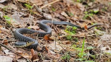 Węże pełzały nawet przy placu zabaw. Mieszkańcy Opolszczyzny mówią o pladze