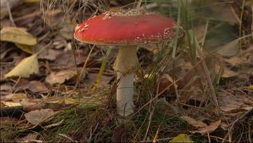 Niebezpieczna moda w Polsce. Do szpitala trafiają dziesiątki podtrutych osób