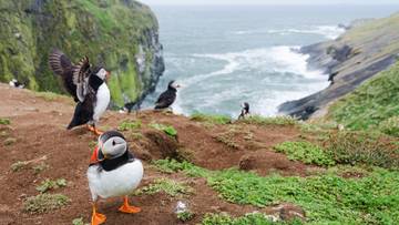 Można za darmo zamieszkać na rajskiej wyspie. Jest haczyk