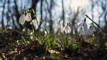 Kiedy przyjdzie wiosna? Modele długoterminowe dają pewne wskazówki