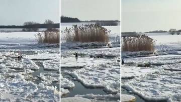 Niecodzienna akcja ratunkowa na Wiśle. Sarna dryfowała na krze