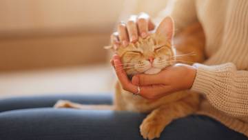 Domowy kot, a rak piersi. Ustalenia naukowców mogą otworzyć drogę do nowych terapii