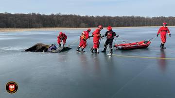 Stado żubrów przebiegało przez jezioro. Interweniowali strażacy