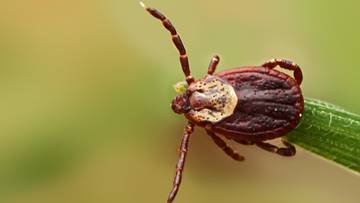 Nowy groźny rodzaj kleszczy w Polsce. Sezon właśnie rusza