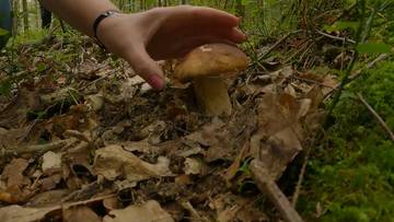Wiosenny wysyp grzybów w lasach. Tym razem nie tylko smardze